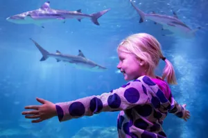 Sharks - SEA LIFE Michigan - Southeast Michigan Aquarium